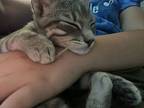 Nacho, American Shorthair For Adoption In Boonville, Missouri
