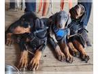 Doberman Pinscher PUPPY FOR SALE ADN-824441 - Doberman puppies