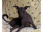 Xoloitzcuintli (Mexican Hairless) PUPPY FOR SALE ADN-824431 - Xoloitzcuintlis
