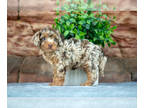 Cockapoo PUPPY FOR SALE ADN-824335 - Gorgeous F1B Cockapoo Puppies