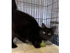 Stella, Domestic Longhair For Adoption In Apollo, Pennsylvania
