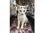 Timmy, Domestic Shorthair For Adoption In Apollo, Pennsylvania