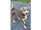 Chanel, Labrador Retriever For Adoption In New Milford, Connecticut