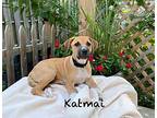 Katmai, Labrador Retriever For Adoption In Virginia Beach, Virginia