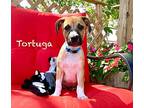 Tortuga, Labrador Retriever For Adoption In Virginia Beach, Virginia