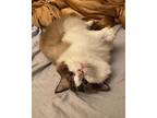 Star, Ragdoll For Adoption In San Francisco, California