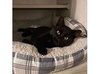Bobo, Domestic Shorthair For Adoption In Rural Hall, North Carolina