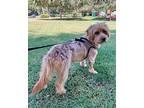 Finnegan, Irish Terrier For Adoption In Mission Viejo, California