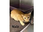 Nala, Domestic Shorthair For Adoption In Mountain View, Arkansas