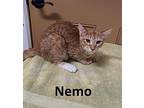 Nemo, Domestic Shorthair For Adoption In Mountain View, Arkansas