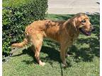 Moon, Golden Retriever For Adoption In Denton, Texas