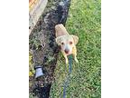Belle Noelle, Labrador Retriever For Adoption In Saugus, Massachusetts