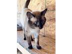 Bartholomew, Siamese For Adoption In New Braunfels, Texas