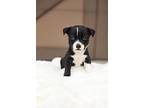 Mac, American Pit Bull Terrier For Adoption In Shawnee, Oklahoma