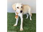 Elmer, Labrador Retriever For Adoption In San Diego, California