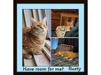 Rusty - Loves Pets, Domestic Shorthair For Adoption In Snow Camp, North Carolina