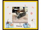 Dreamy - Snuggler, Russian Blue For Adoption In Snow Camp, North Carolina
