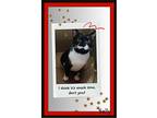 Sally - Cutie!, Domestic Shorthair For Adoption In Snow Camp, North Carolina