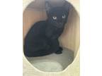 Declan, Domestic Shorthair For Adoption In Hollister, California