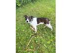 Buddy, Terrier (unknown Type, Small) For Adoption In Decatur, Indiana