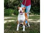 Rusty, American Pit Bull Terrier For Adoption In Sparta, Tennessee