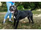 Francis, American Pit Bull Terrier For Adoption In Sparta, Tennessee