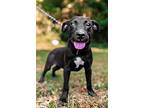 Tyler, Terrier (unknown Type, Medium) For Adoption In Sparta, Tennessee