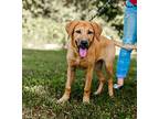 Rex, Golden Retriever For Adoption In Sparta, Tennessee