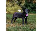 Tillie, Terrier (unknown Type, Medium) For Adoption In Sparta, Tennessee