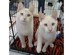 Solar, Siamese For Adoption In League City, Texas
