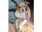 Tawny, Boston Terrier For Adoption In Corona, California