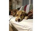 Sonny, Labrador Retriever For Adoption In Phoenix, Arizona