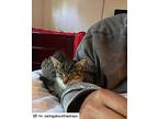 Zoey, American Shorthair For Adoption In Westwood, New Jersey