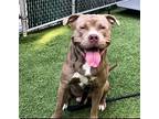Urgent! Jangmi, American Pit Bull Terrier For Adoption In Waterbury, Connecticut