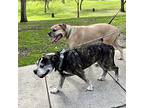 Tiger Lily, American Pit Bull Terrier For Adoption In Long Beach, California