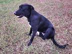 Jasper, Labrador Retriever For Adoption In Framingham, Massachusetts