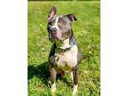 Bruno, American Pit Bull Terrier For Adoption In Morrisville, North Carolina