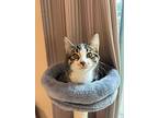 Frasier, Domestic Shorthair For Adoption In Canton, South Dakota
