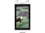 Jackson, American Staffordshire Terrier For Adoption In New York, New York