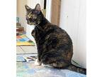 Trilbee, Domestic Shorthair For Adoption In Sequim, Washington