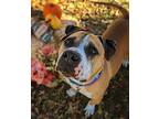 Apollo, American Pit Bull Terrier For Adoption In Denver, Colorado