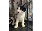 Silas, Domestic Shorthair For Adoption In Hartford City, Indiana