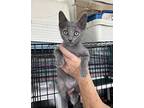 Daffodil, Domestic Shorthair For Adoption In Hartford City, Indiana