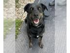 Labrador Retriever-Spaniel Mix DOG FOR ADOPTION RGADN-1180293 - Raven - Labrador