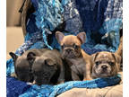 French Bulldog PUPPY FOR SALE ADN-824693 - Blue Fawn Frenchies