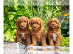 Goldendoodle (Miniature) PUPPY FOR SALE ADN-824651 - Playful Mini Goldendoodle