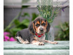 Beagle PUPPY FOR SALE ADN-824630 - Gorgeous Beagle Puppies