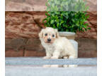 Maltipoo PUPPY FOR SALE ADN-824557 - Adorable Maltipoo Puppies