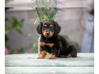 Dachshund PUPPY FOR SALE ADN-824587 - Adorable Dachshund Puppy