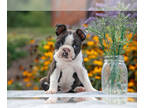 Boston Terrier PUPPY FOR SALE ADN-824575 - Beautiful Boston Terrier Puppies